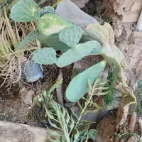 به دلیل نداشتن جاصلواتی