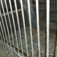 جوجه عروس درجه یک رنگ خاص تاج پرنسسی سرلاکی نیس
