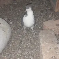 کبوتر کاکلی|پرنده|فرح دشت, |دیوار