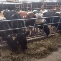 فروش گوساله نره چاق