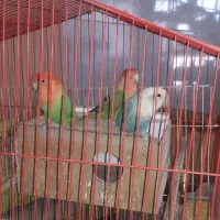 ۱۰عدد کوتوله برزیلی