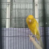 قناری طلایی نر آماده رسمی بلند درشت|پرنده|قدس, شهرقدس|دیوار