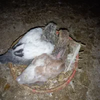 کبوترپرشی|پرنده|پاکدشت, پاکدشت (مامازند)|دیوار