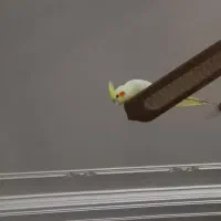 جفت عروس هلندی|پرنده|یزد, |دیوار