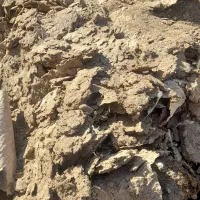 کود مرغ گوشتی