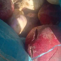 چغندر شلغم هویج خوراک گاو گوسفند|لوازم جانبی حیوانات|اصفهان, بوستان ناژوان|دیوار