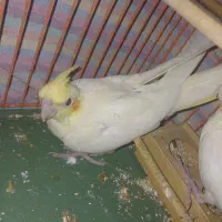 عروس هلندی ۲ ماهه