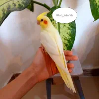 فنچ عروس هلندی گرینچیگ پرنده مرغ عشق برزیلی قناری|پرنده|صباشهر, |دیوار