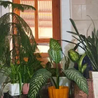 گل های طبیعی و زیبا