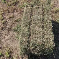 خرید و فروش یونجه و کاه|خدمات باغبانی و درختکاری|میانه, |دیوار