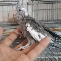 جوجه عروس هلندی وات فیس|پرنده|سراوان, |دیوار