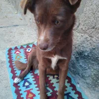 سگ حرف گوش کن