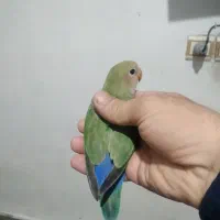 کوتوله برزیلی|پرنده|خمینی‌شهر, |دیوار