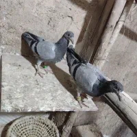 جوجه کفتر