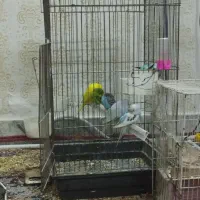 عروس هلندی ‌