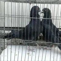 کبوتر رنگی،پرشی،|پرنده|قم, انسجام|دیوار