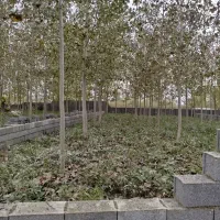 سه قطعه زمین باغی داخل طرح در رودبنه