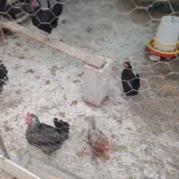 فروش مرغ وخروس|حیوانات مزرعه|دیلم, |دیوار