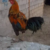 خروس زیبا|حیوانات مزرعه|خنداب, |دیوار