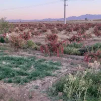 زمین-و-باغ-کشاورزی-با-150-درخت-زرشک-8ساله