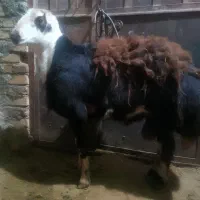 قوچ کله سفید بی گوش