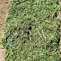 فروش یونجه از مزرعه تا دامداری شما