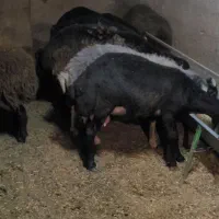 میش بره ماده قره غزل قزل اصل قزل افشار