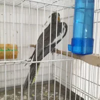 جفت عروس هلندی تمیز و کشیده