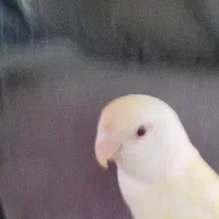 خ.ر.ی.د.ار انواع طوطی برزیلی و عروس هلندی