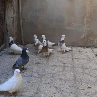 طوقی نسل قدیم تویسرکان