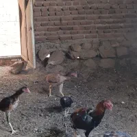 فروش خروس و مرغ