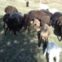 فروش بره نر افشار جنس خوب وبز اسرائیلی|حیوانات مزرعه|قیدار, |دیوار