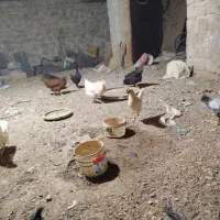 مرغ|حیوانات مزرعه|سنندج, |دیوار