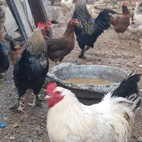 خروس|حیوانات مزرعه|زارچ, |دیوار