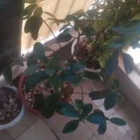 انواع گل با گلدان|گل و گیاه طبیعی|شاهینشهر, طالقانی|دیوار