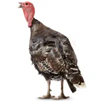 بوقلمون|حیوانات مزرعه|برازجان, |دیوار