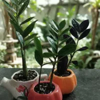 زاموفیلیا بلک و سبز