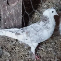 کبوتر فروشی