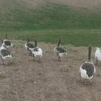 غاز طبیعی|حیوانات مزرعه|قشلاق دشت, |دیوار