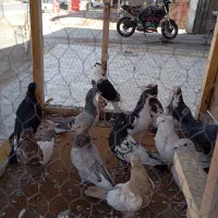 دسته کفتری|پرنده|شیراز, کیان آباد|دیوار