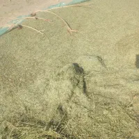 یونجه خرد شده