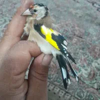 جوجه سهره نر یه وجبی نوک کلنگی اینده دار