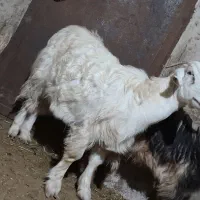 گیسگ ماده سرحال|حیوانات مزرعه|ماهیدشت, |دیوار