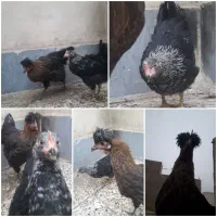 دو تا مرغ خانگی سلامت نژاد