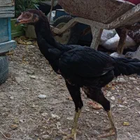اگهی فروش جوجه لاری.