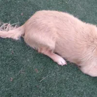 واگذاری سگ تریر|سگ|پردیس, فاز ۶|دیوار