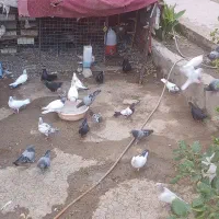 فروش بیله کفتر