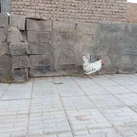 باسلام خروس گلین