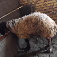 بره نر  وزن از ۴۵ کیلو قیمت مناسب
