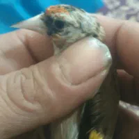 سهره نا خون سفید|پرنده|همدان, |دیوار